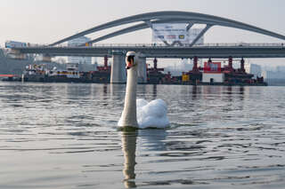 Donaubrücke: Erster Teil kurz vor dem Ziel FOKE-2021022409027932-017.jpeg
