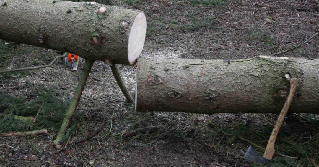 Mann bei Forstarbeiten von Baum