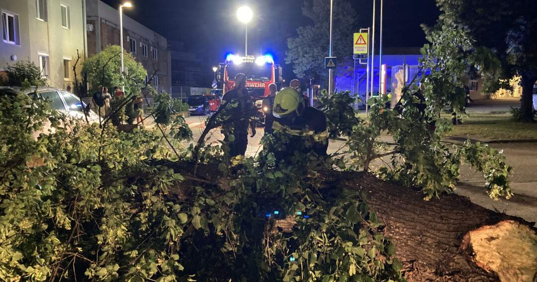 Sturmschaden in der Stiftsstraße – Baum fällt auf Fahrzeuge
