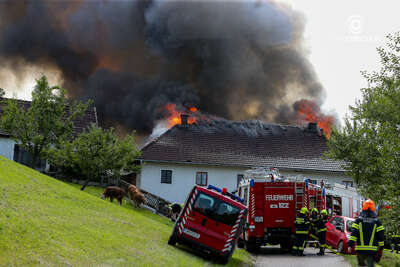 Großbrand auf einem Bauernhof in Garsten foke-2021072414331960-013.jpg