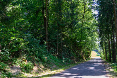Fahrzeug landet in Waldstück – Baum verhindert Absturz über einen Abhang BRANDSTAETTER-20210815-102.jpg
