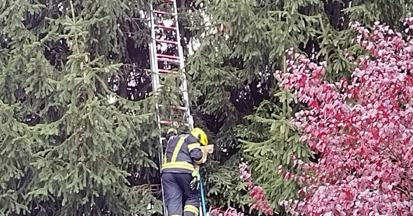 Katze vom Baum gerettet