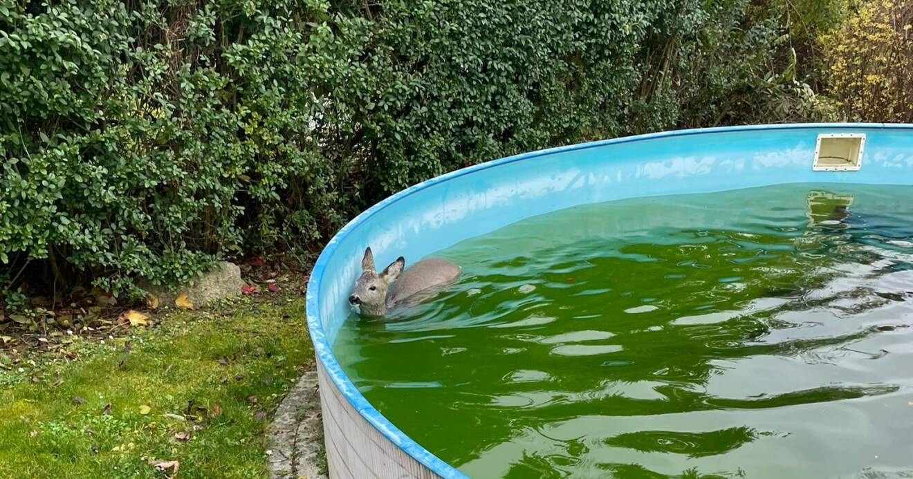 Reh stürzte in Pool