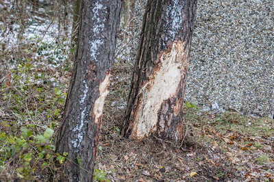 PKW gegen Baum gekracht BAYER-AB2-9614.jpg