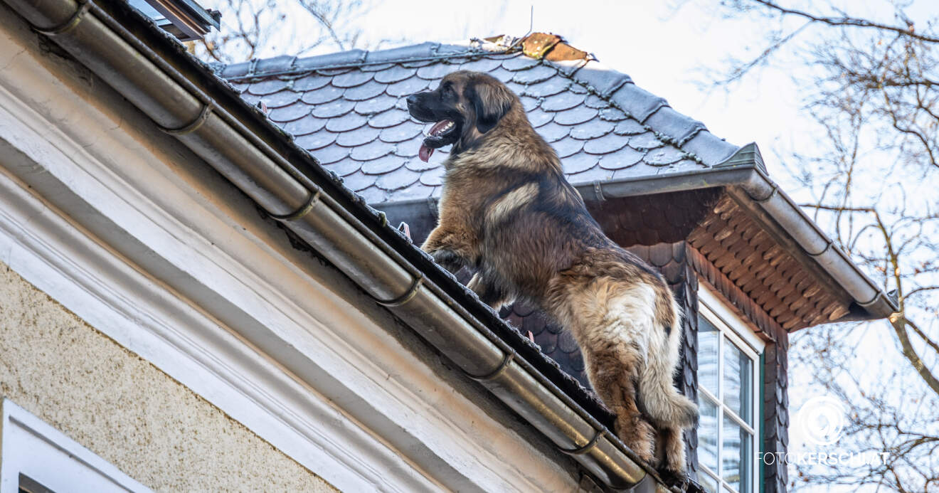 Von Dach stürzender Hund durch Feuerwehrmann aufgefangen