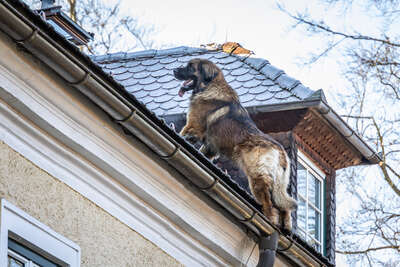 Von Dach stürzender Hund durch Feuerwehrmann aufgefangen BAYER-AB2-1209.jpg