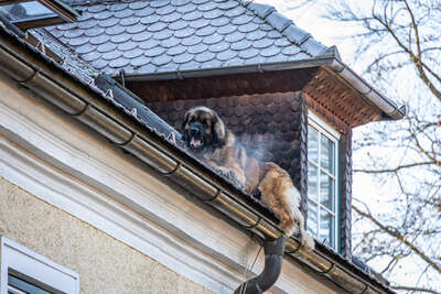 Von Dach stürzender Hund durch Feuerwehrmann aufgefangen BAYER-AB2-1213.jpg