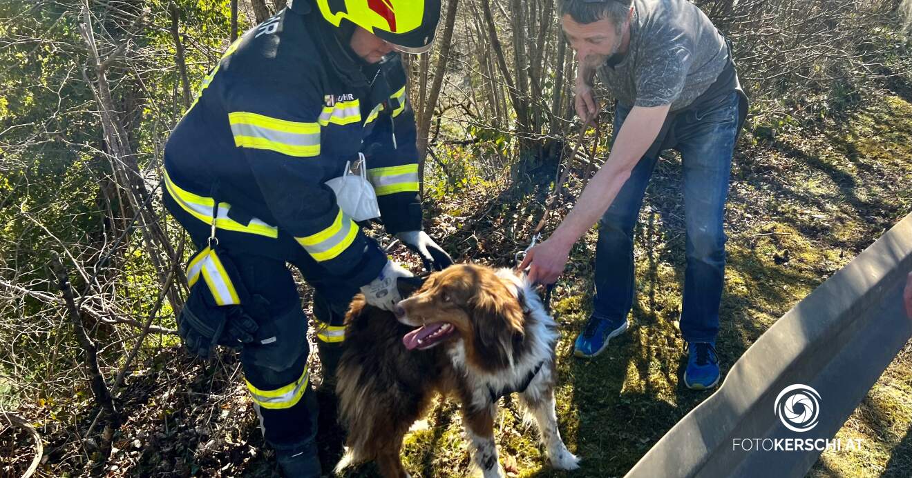 Titelbild: Hund von Feuerwehr aus steiler Böschung gerettet