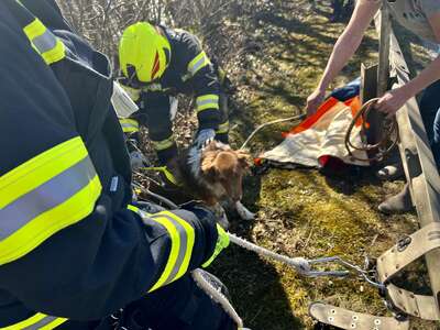 Hund von Feuerwehr aus steiler Böschung gerettet fkstore-30823.jpg