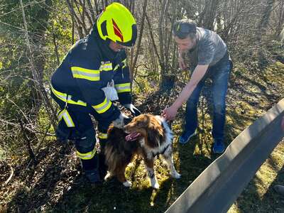 Hund von Feuerwehr aus steiler Böschung gerettet fkstore-30832.jpg