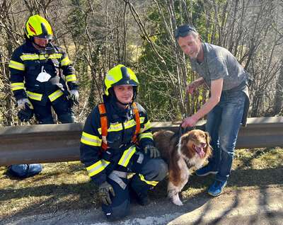 Hund von Feuerwehr aus steiler Böschung gerettet fkstore-30836-edit-2460172069159500.jpg
