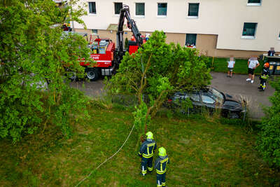 Sturmschaden: Baum auf Fahrzeug fkstore-39703.jpg