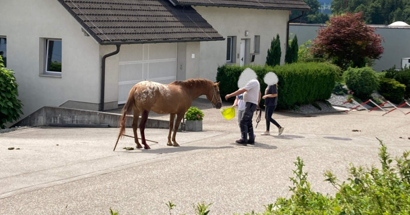Verletztes Pferd nahe Feuerwehrhaus Lasberg