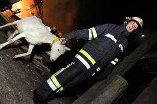Bauernhof in Vollbrand: Fünf Kinder und zahlreiche Tiere von Feuerwehr in Sicherheit gebracht brand-bachmanning-11.jpg