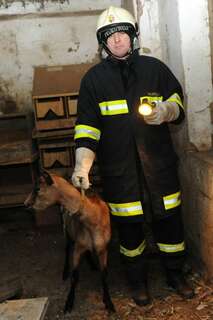 Bauernhof in Vollbrand: Fünf Kinder und zahlreiche Tiere von Feuerwehr in Sicherheit gebracht brand-bachmanning-13.jpg