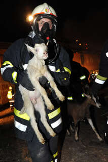 Bauernhof in Vollbrand: Fünf Kinder und zahlreiche Tiere von Feuerwehr in Sicherheit gebracht brand-bachmanning-19.jpg