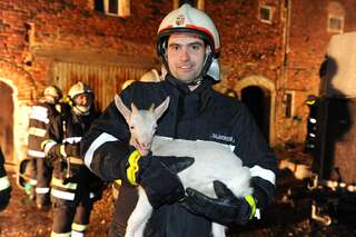 Bauernhof in Vollbrand: Fünf Kinder und zahlreiche Tiere von Feuerwehr in Sicherheit gebracht brand-bachmanning-21.jpg