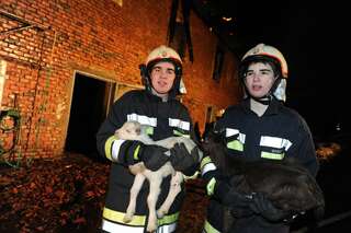 Bauernhof in Vollbrand: Fünf Kinder und zahlreiche Tiere von Feuerwehr in Sicherheit gebracht brand-bachmanning-27.jpg