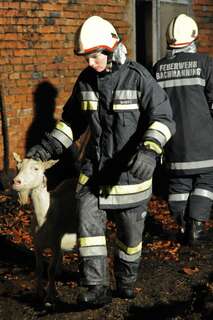 Bauernhof in Vollbrand: Fünf Kinder und zahlreiche Tiere von Feuerwehr in Sicherheit gebracht brand-bachmanning-28.jpg