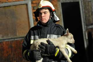 Bauernhof in Vollbrand: Fünf Kinder und zahlreiche Tiere von Feuerwehr in Sicherheit gebracht brand-bachmanning-32.jpg