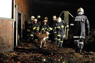 Bauernhof in Vollbrand: Fünf Kinder und zahlreiche Tiere von Feuerwehr in Sicherheit gebracht brand-bachmanning-36.jpg