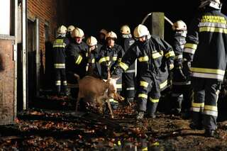 Bauernhof in Vollbrand: Fünf Kinder und zahlreiche Tiere von Feuerwehr in Sicherheit gebracht brand-bachmanning-37.jpg