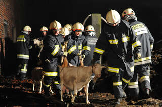 Bauernhof in Vollbrand: Fünf Kinder und zahlreiche Tiere von Feuerwehr in Sicherheit gebracht brand-bachmanning-38.jpg