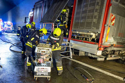 Tiertransporter auf A1 bei Ansfelden in Brand geraten DRAXLER-20221028000050245-005.jpg