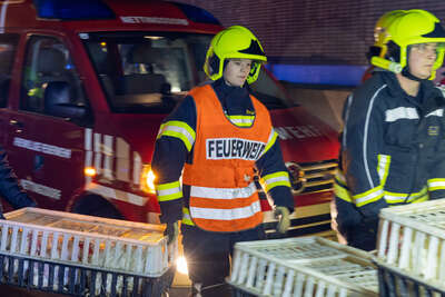Tiertransporter auf A1 bei Ansfelden in Brand geraten DRAXLER-20221028014950257-063.jpg