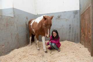 Pony von Tierquäler schwer verletzt anna-voltin_06.jpg