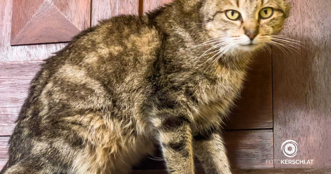 Tierquälerei in Braunau: Katze angeschossen - Zeugenaufruf der Polizei
