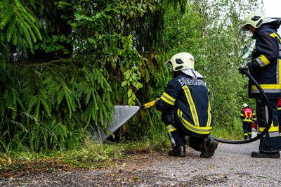 Böschungsbrand in Pregarten erfolgreich von Passanten gelöscht - Feuerwehr im Einsatz Brand-Flur-Baum-Boeschung-04-06-2023-6475.jpg