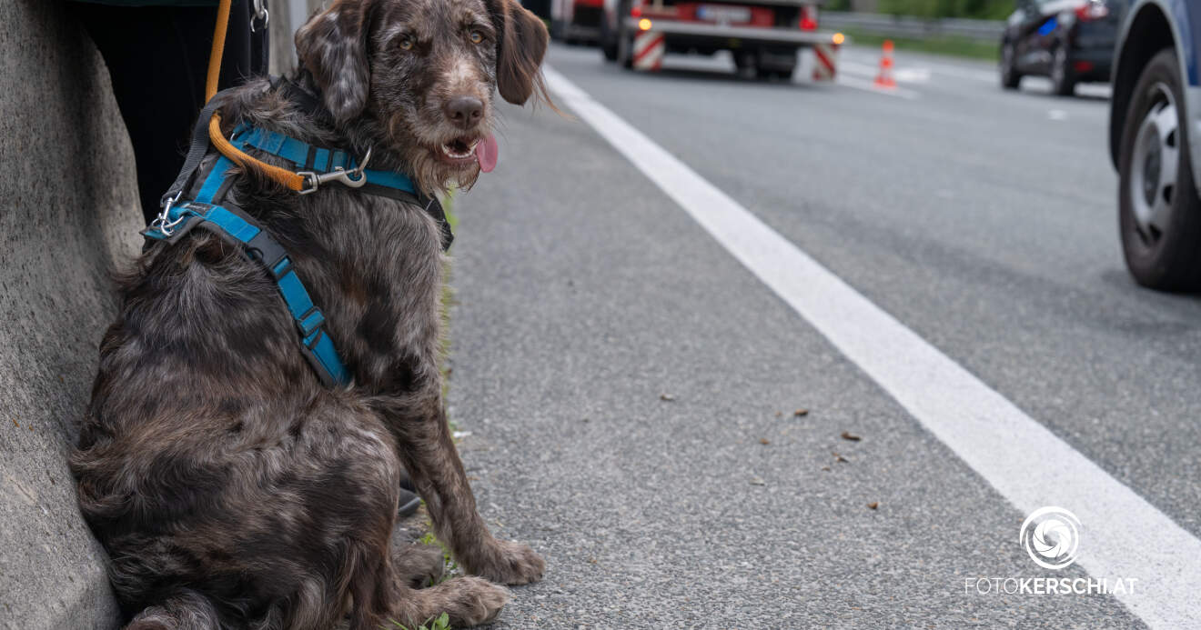 Verkehrsunfall auf der A1-Hund "Emil" von Feuerwehr betreut