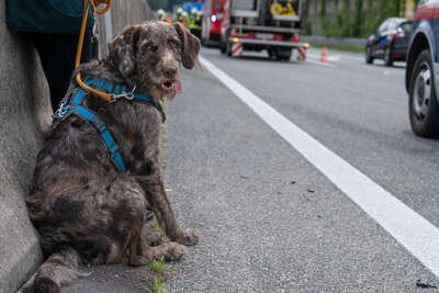 Verkehrsunfall auf der A1-Hund "Emil" von Feuerwehr betreut DSC-1543.jpg